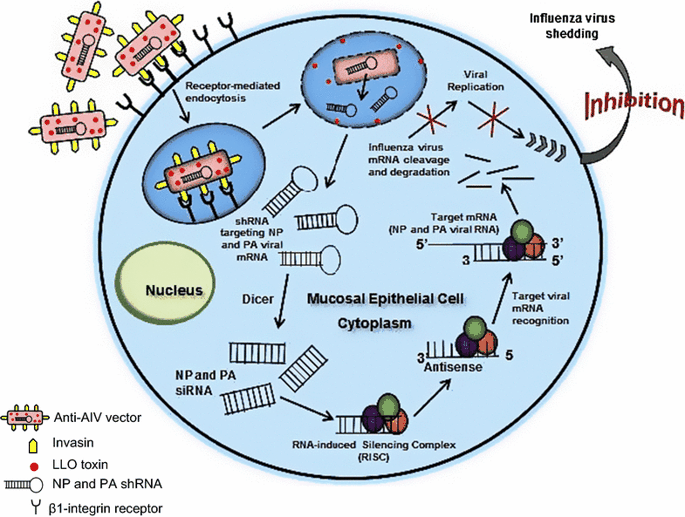 Inhibiting Avian Influenza Virus Shedding Using A Novel Rnai 685x517 Inhibiting Avian Influenza Virus Shedding Using A Novel Rnai