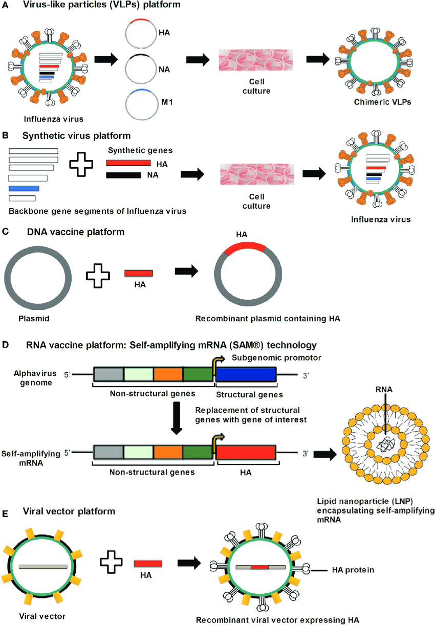 850x1222 Approaches For Universal Influenza Vaccine Development
