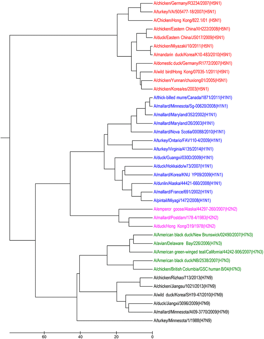 850x1089 The Upgma Phylogenetic Tree Of Influenza A Viruses Based On Our