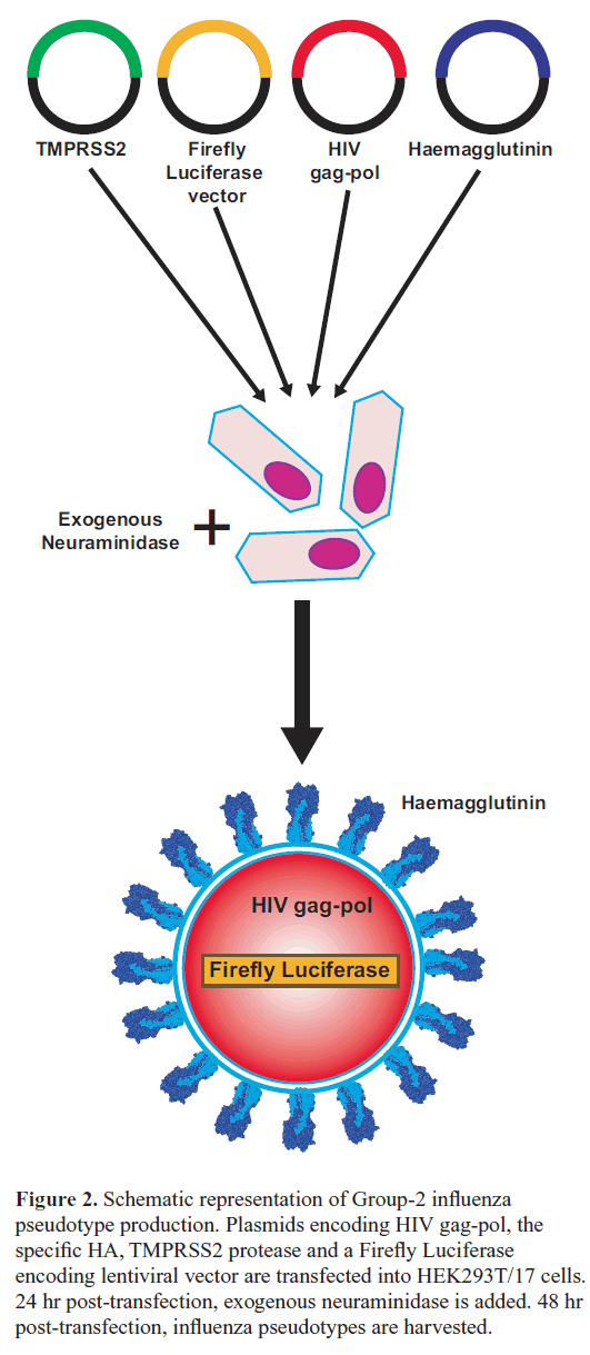 The Human Transmembrane Protease Serine Is Necessary 531x1219 The Human Transmembrane Protease Serine Is Necessary