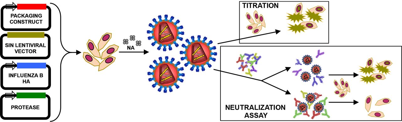 1280x390 Development And Use Of Lentiviral Vectors Pseudotyped
