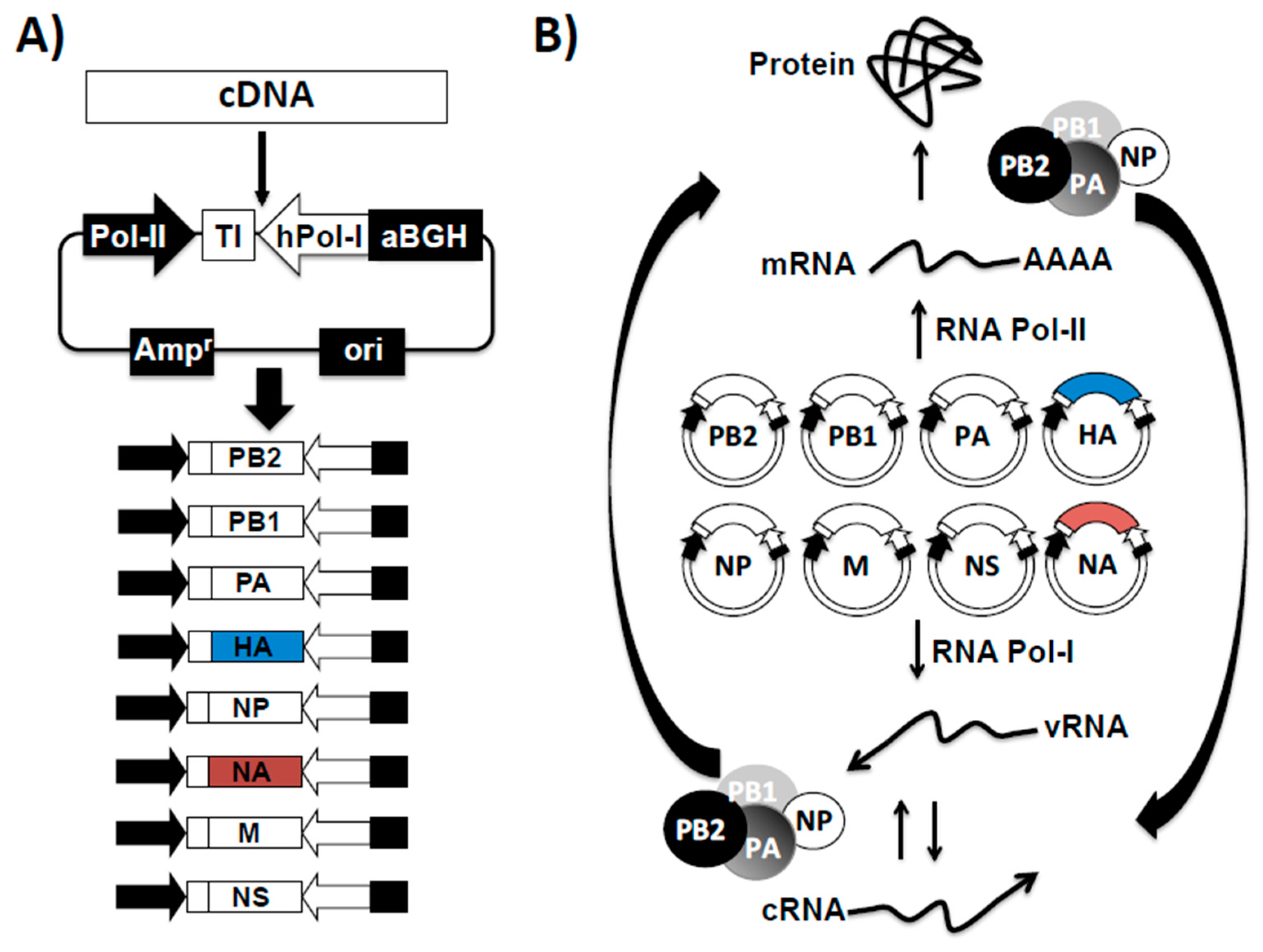 3093x2332 Ijms Free Full Text Reverse Genetics Approaches