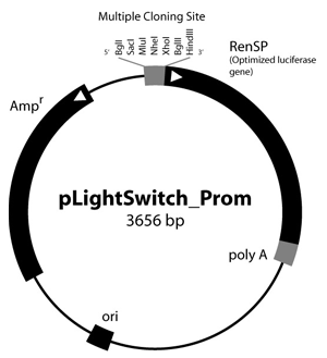 Vector Information Active Motif Lightswitch Store 300x329 Vector Information Active Motif Lightswitch Store