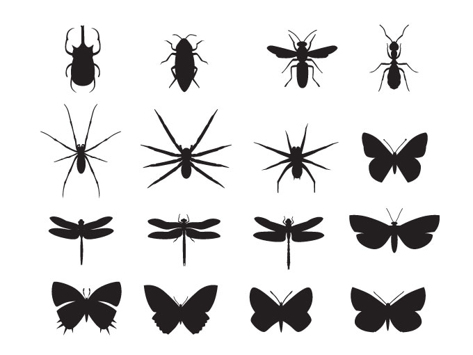 Insect Vector