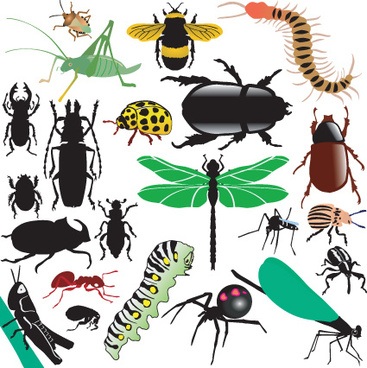 Insect Vector At Vectorified.com 