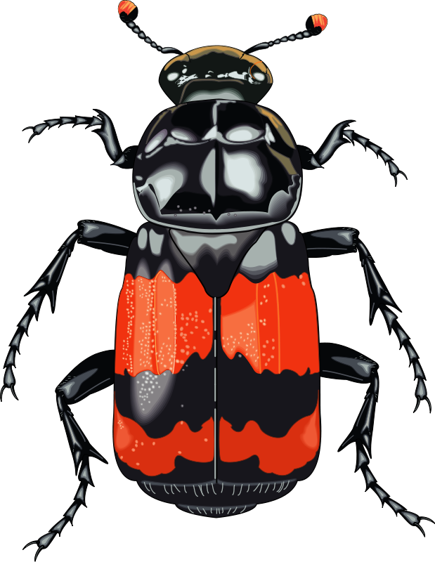 619x800 Insect