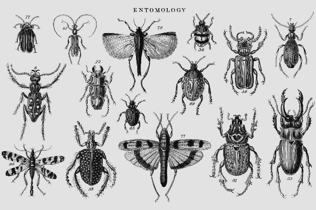 620x413 Insect Vectors