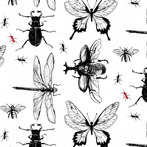 626x626 Insect Vectors, Photos And Free Download