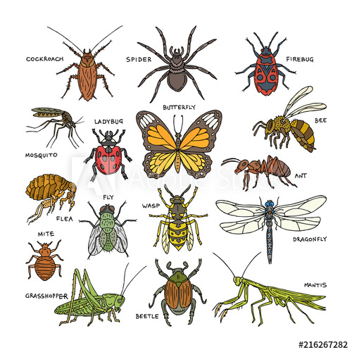 500x500 Insect Vector Beetle Bug Or Ant And Flying Bee Or Butterfly