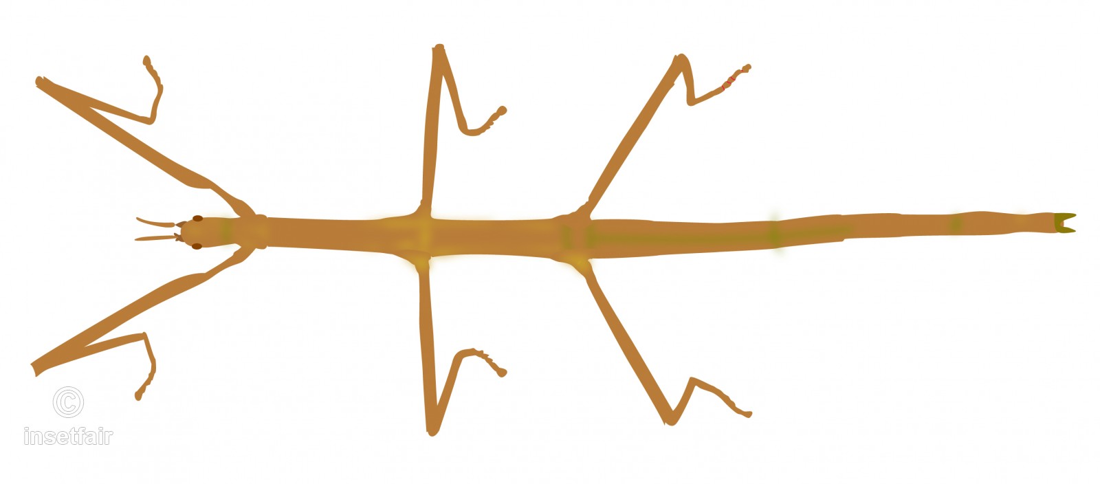 1600x704 Walking Stick Bug Or Phasmids Insect Vector Illustration