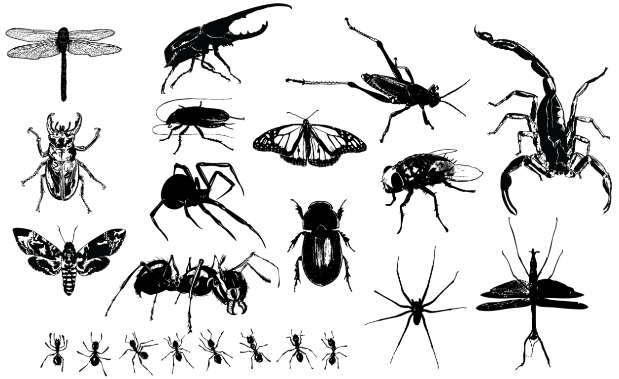 1256x770 Adobe Illustrator Insects Vector Pack