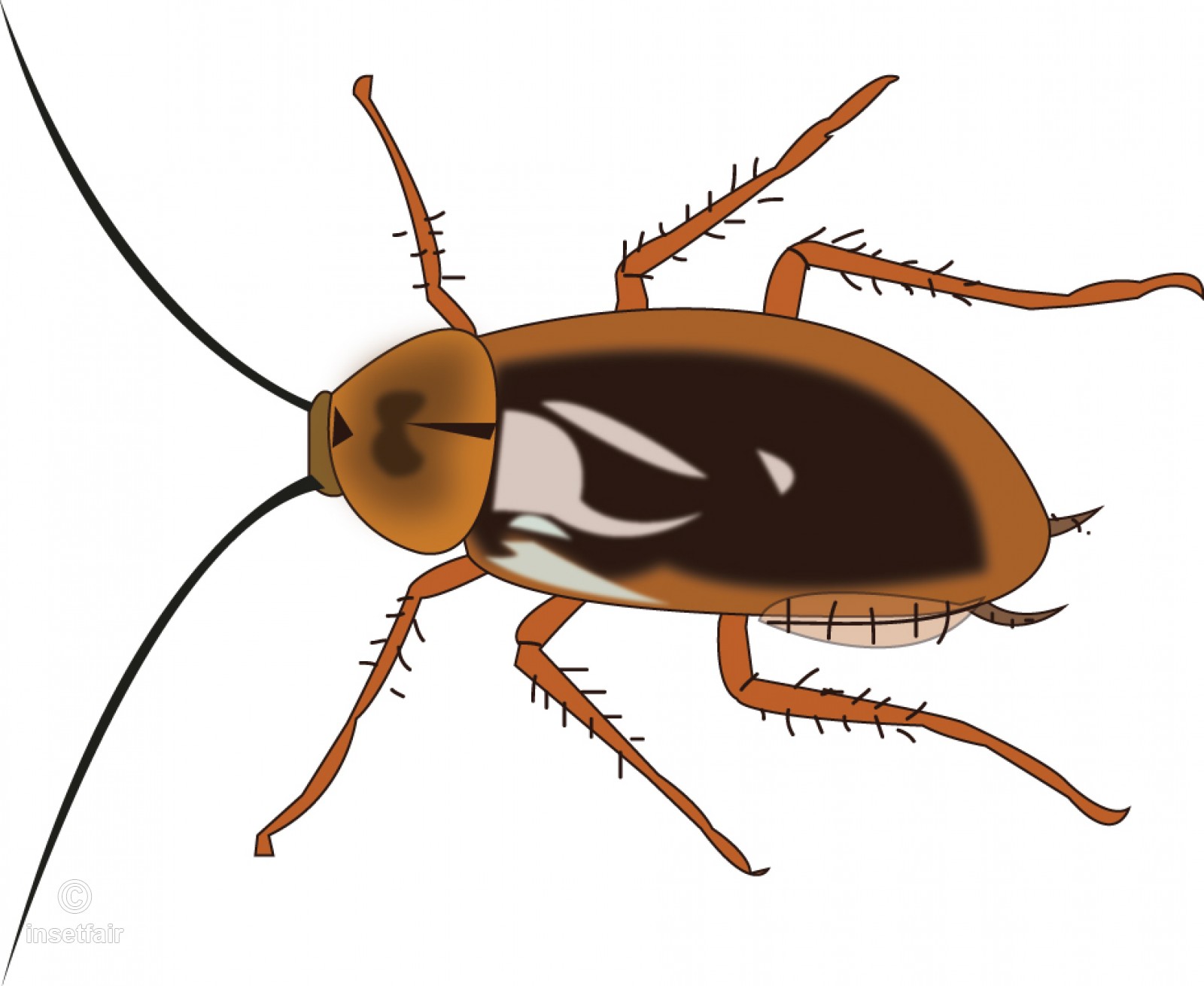 1600x1311 Cockroach Insect Vector Illustration For Free Download