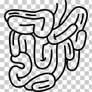 Intestine Vector