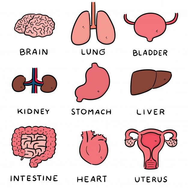 626x626 Large Intestine Vectors, Photos And Free Download