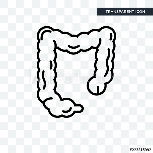 500x500 Large Intestine Vector Icon Isolated On Transparent Background