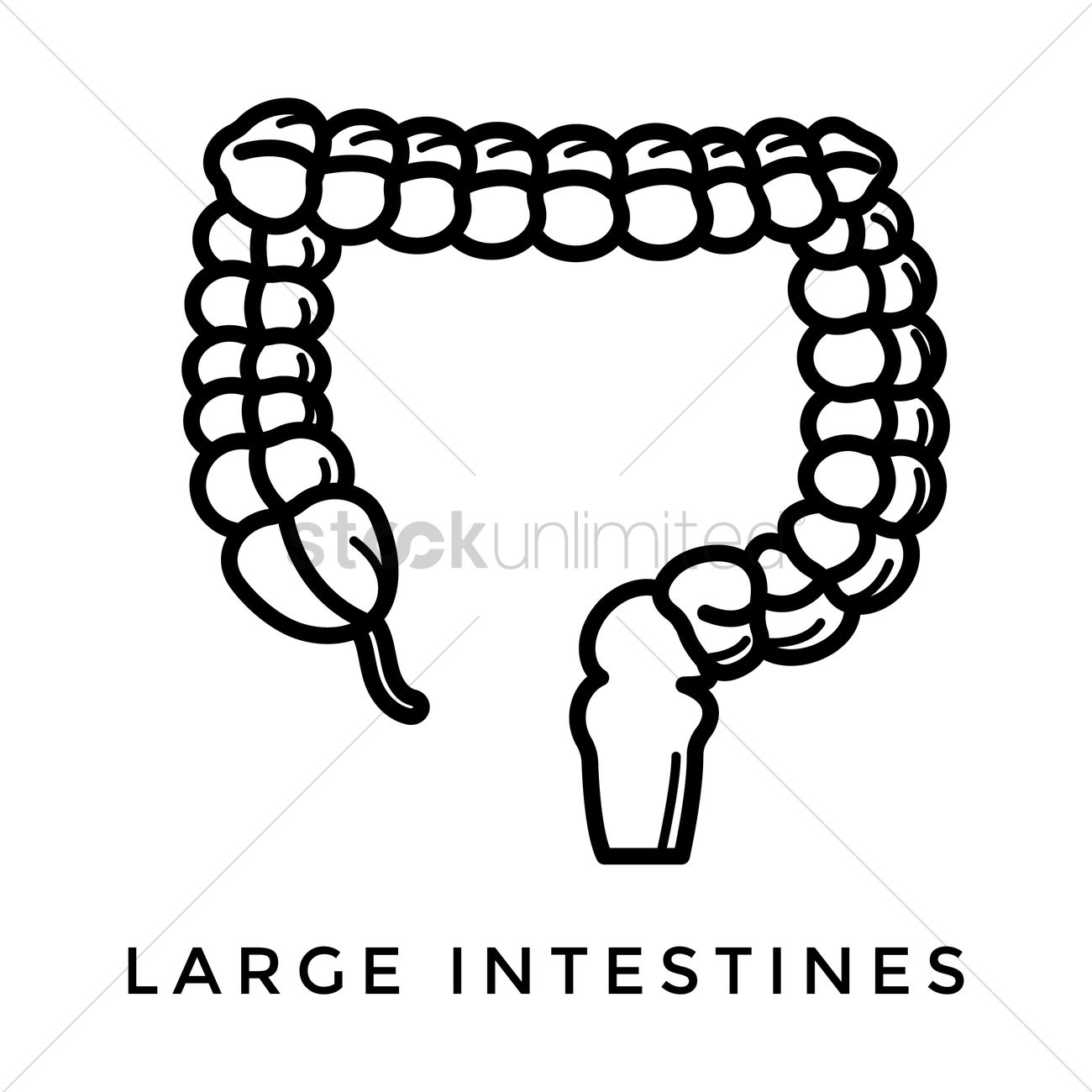 1300x1300 Large Intestine Vector Image