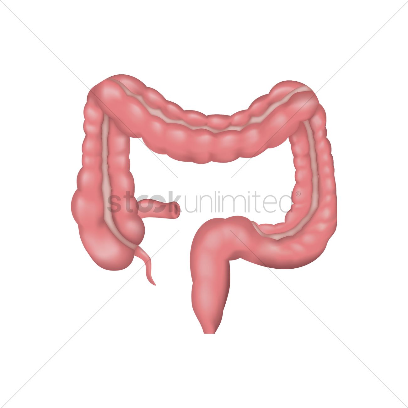 1300x1300 Large Intestine Vector Image
