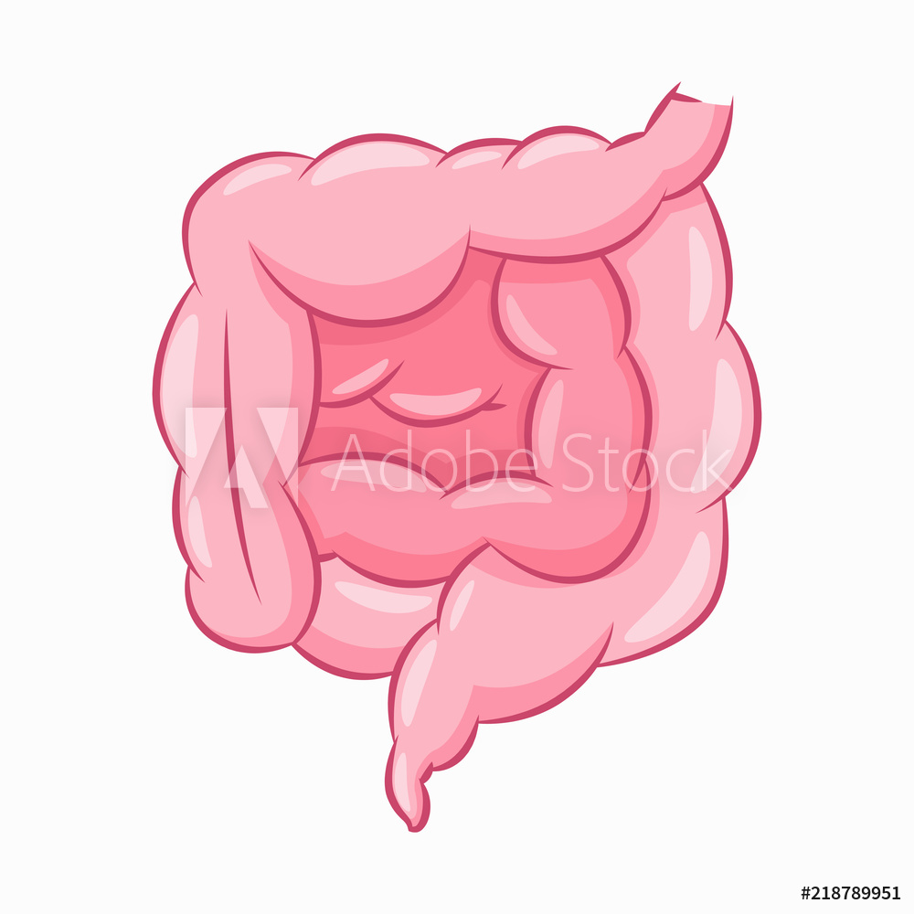 1000x1000 Photo Art Print Human Intestine Vector Cartoon Illustration