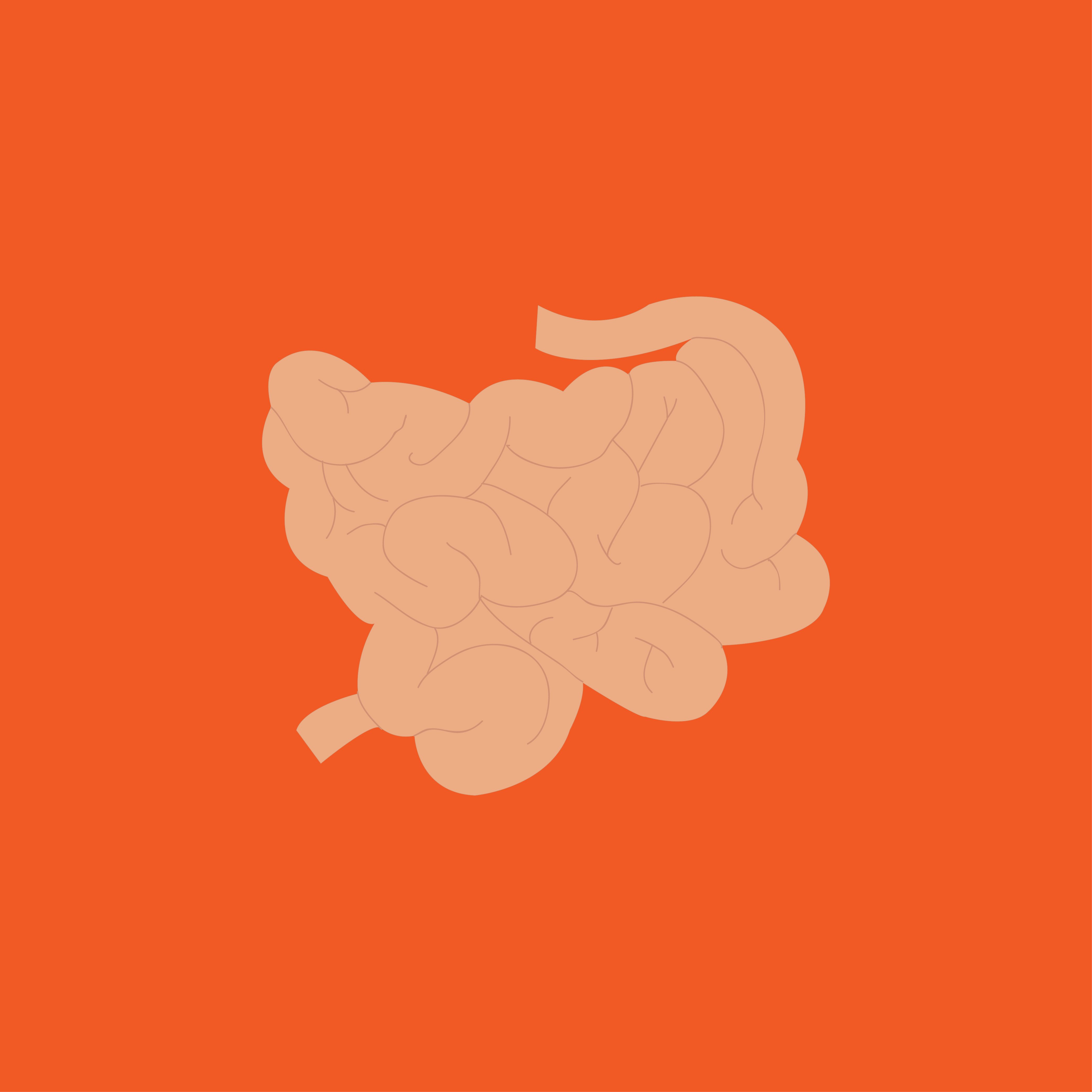 4167x4167 Small Intestine Vector Illustration