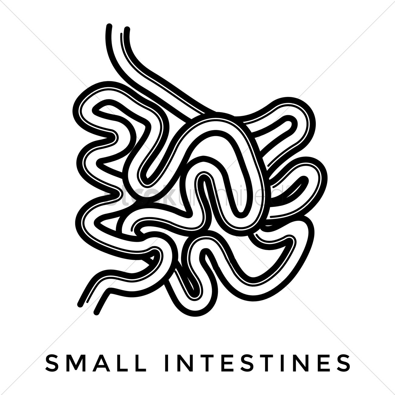 1300x1300 Small Intestine Vector Image