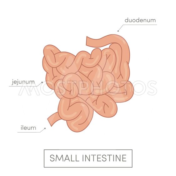 563x563 Small Intestine Vector