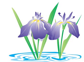 350x259 Free Download Of Iris Flower Vector Graphic
