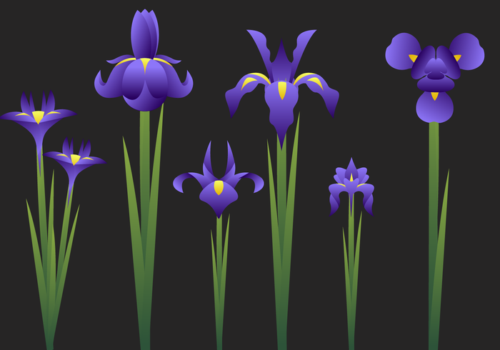 700x490 Iris Flower Free Vector Art