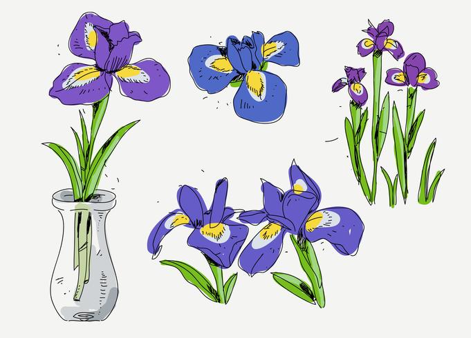 681x490 Iris Flower Hand Drawn Sketch Vector Illustration