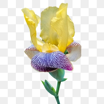 360x360 Iris Flower Png, Vector, And Clipart With Transparent