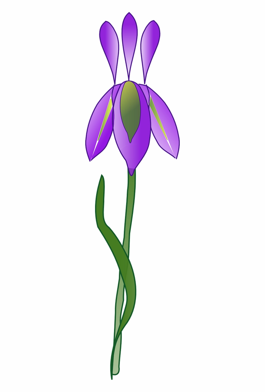 920x1361 Iris Flower Purple Plant Garden Png Image