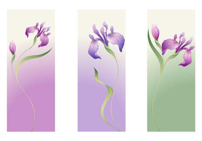 700x490 Iris Flower Vector Banner Pack