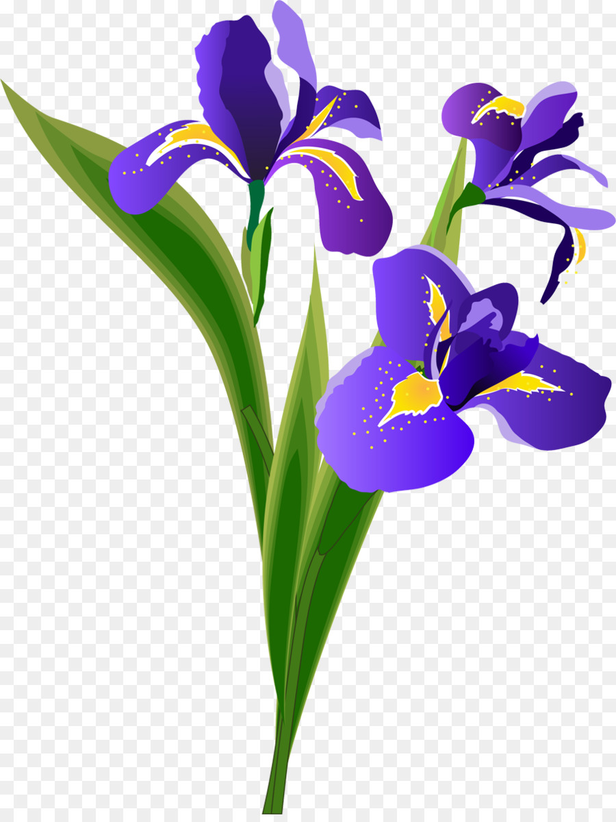 Iris Flower Vector at Vectorified.com | Collection of Iris Flower