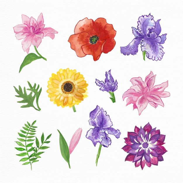 626x626 Iris Flower Vectors, Photos And Free Download