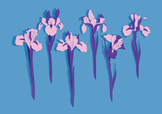 632x443 Iris Flowers Vector Free Vector Download Cannypic