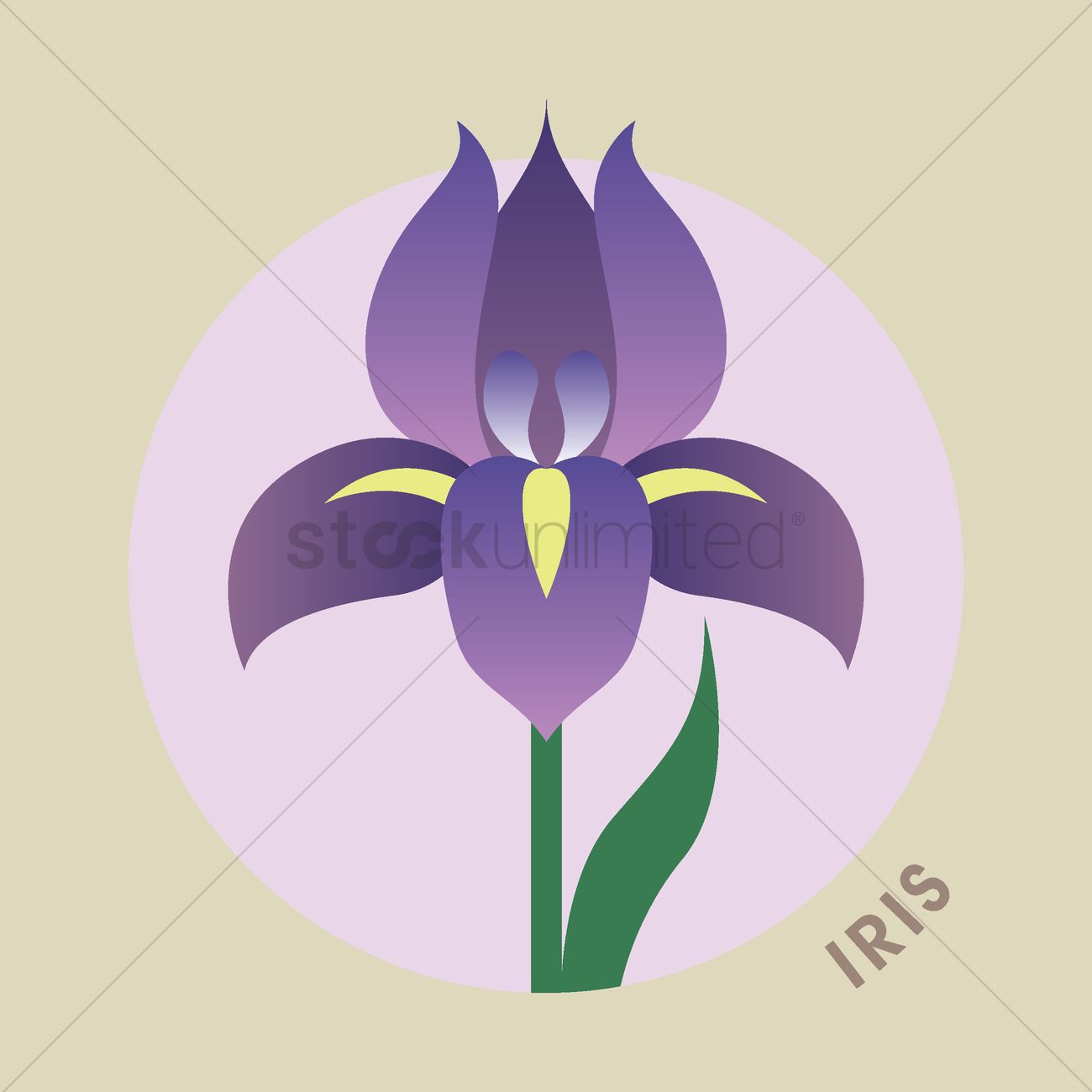 1300x1300 Iris Flower Vector Image
