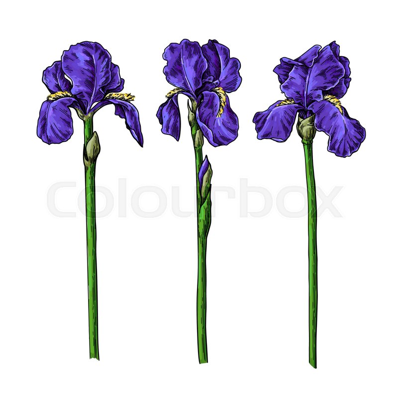 800x800 Iris Flower And Leaves Drawing Vector Stock Vector Colourbox