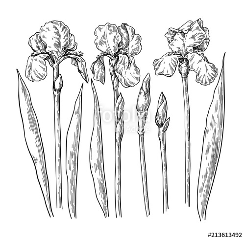 500x491 Iris Flower And Leaves Drawing Vector Hand Drawn Engraved Flora