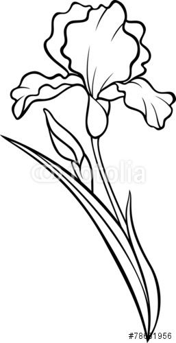 257x500 Iris Flower Silhouette Vector Tattoo Illustration Stock Image
