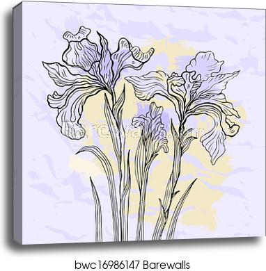382x390 Iris Flower Vector Illustration, Canvas Print Barewalls Posters