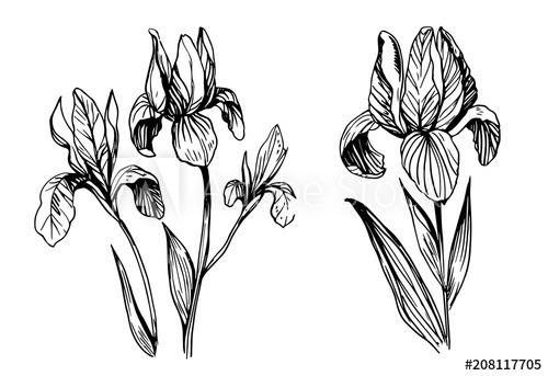 500x343 Iris Flowers Vector Sketch