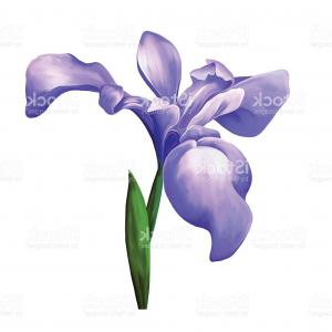 300x300 Purple Iris Flower Vector Gm Createmepink
