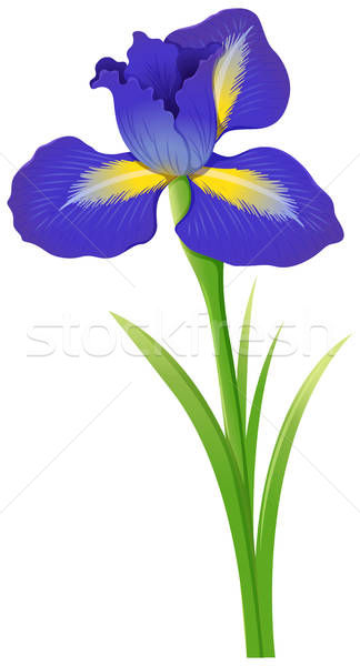 324x600 Blue Iris Flower On White Background Vector Illustration Matthew
