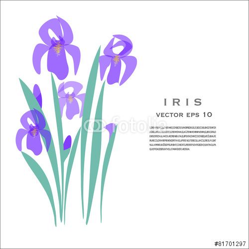 500x500 Vector Iris Spring Flower Vector Fotolia Iris Flowers, Iris