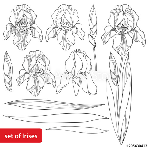 500x500 Vector Set With Outline Iris Flower Head, Bud And Ornate Leaves