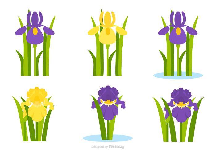 700x490 Flat Purple And Yellow Iris Flower Vector Set Stock Images