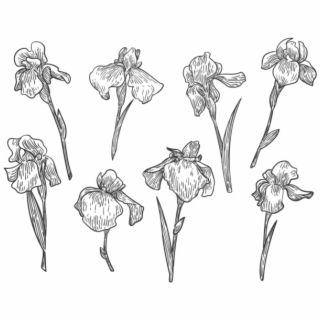 320x320 Free Flower Vector Png Images Cliparts