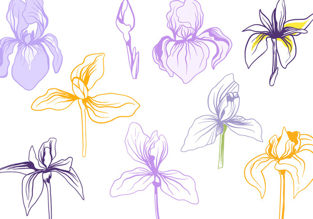 632x443 Free Iris Flowers Vectors Free Vector Download Cannypic
