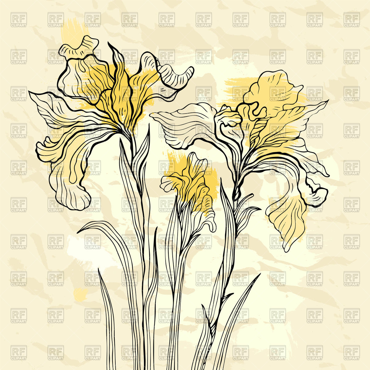 1200x1200 Hand Drawn Iris Vector Image Of Plants And Animals Katyau