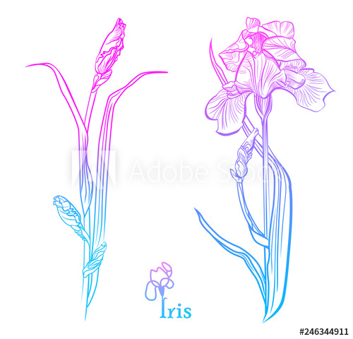 500x480 Iris Flowers Isolated Vector Illustration Color Iris Flowers