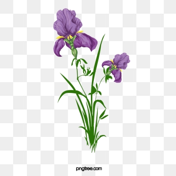 360x360 Iris Vector, Free Download Arco Iris, Blue Iris, Iris Flowers